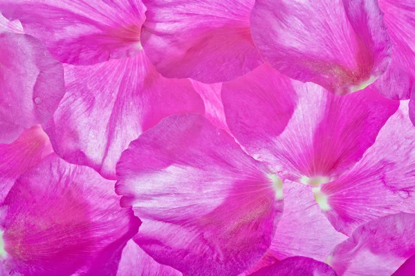 粉红色刺花瓣背景 — 图库照片