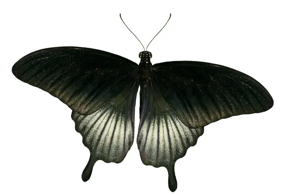 Motyl na białym tle biało-czarny — Zdjęcie stockowe