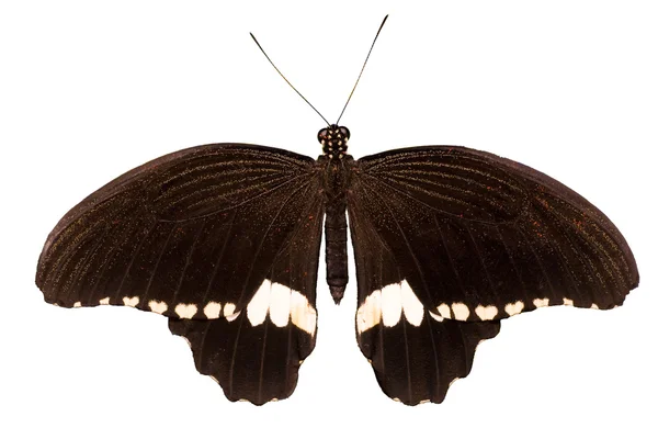 Απομονωμένες λευκή και Μαύρη πεταλούδα — Φωτογραφία Αρχείου