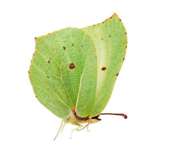 Ελαφρύ πράσινο θειάφι πεταλούδα — Φωτογραφία Αρχείου