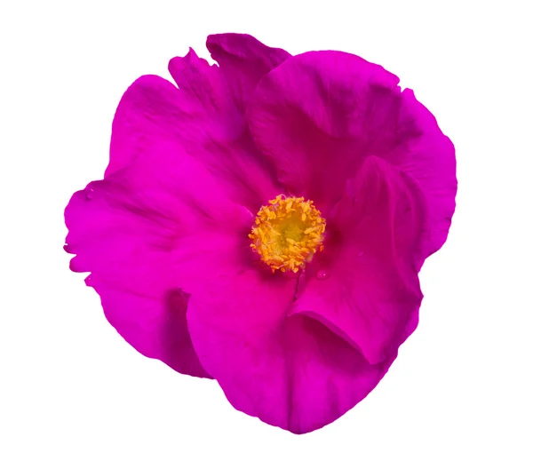 Pink brier flower isolated on white — Stock Photo, Image