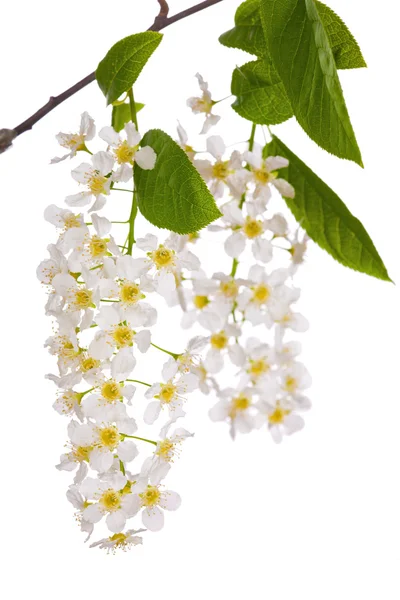 Bird cherry tree branch on white — Stock Photo, Image
