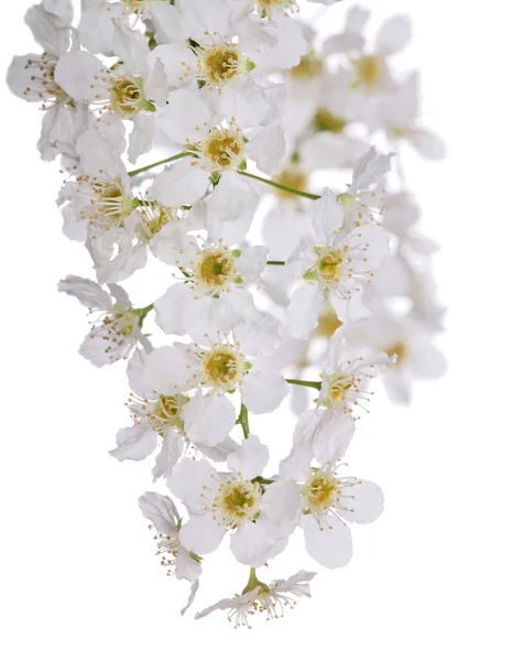 Oiseau cerisier inflorescence blanche — Photo