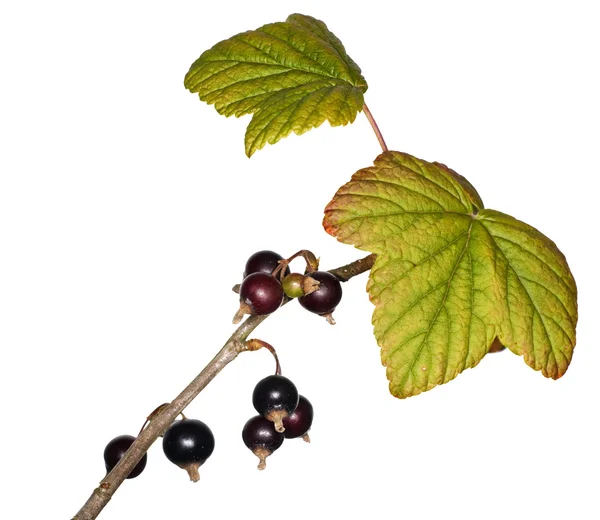 Svarta vinbär gren isolerad på vit — Stockfoto