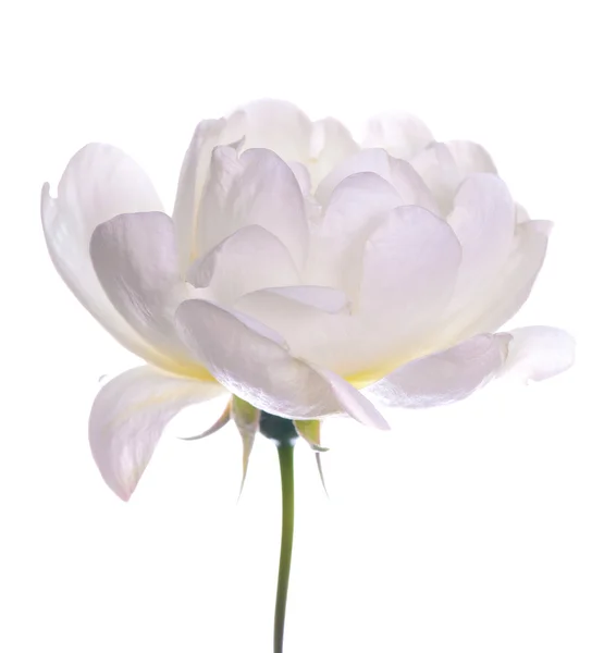 Cerda aislada flor blanca — Foto de Stock
