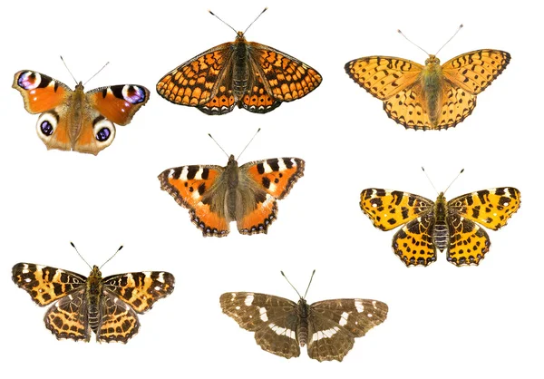 Siedem motyle na białym tle — Zdjęcie stockowe