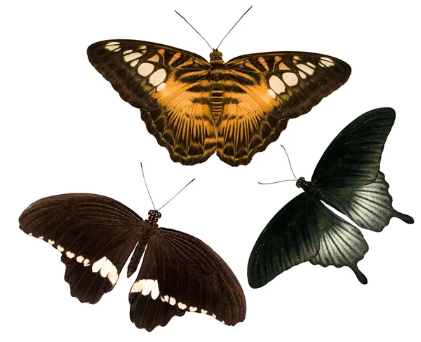 Tre farfalle tropicali su bianco — Foto Stock