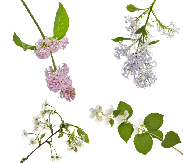 Lila, jazmín y flor de cerezo — Foto de Stock
