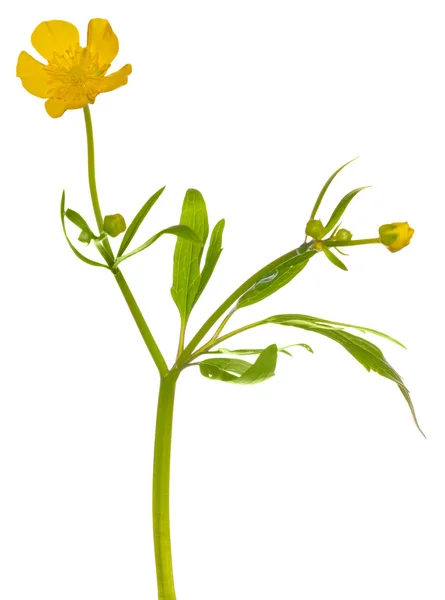 白底黄色毛茛花 — 图库照片