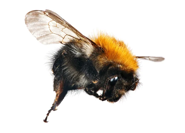 孤立在白色的大黄蜂 — 图库照片