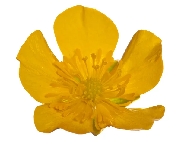 Jediné buttercup květina na bílém pozadí — Stock fotografie