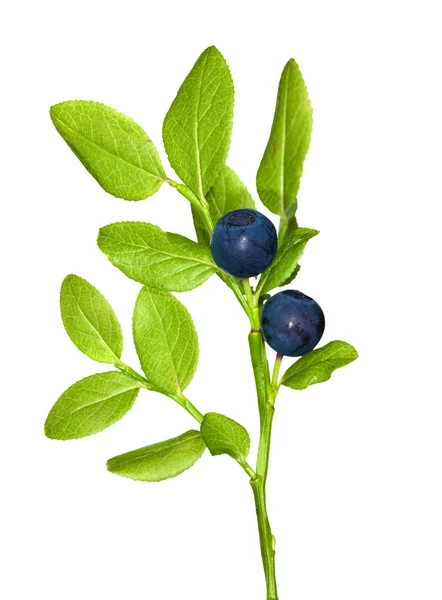蓝莓分支上白色隔离 — 图库照片