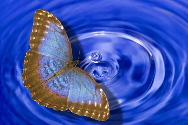 Borboleta azul morpho acima da água — Fotografia de Stock