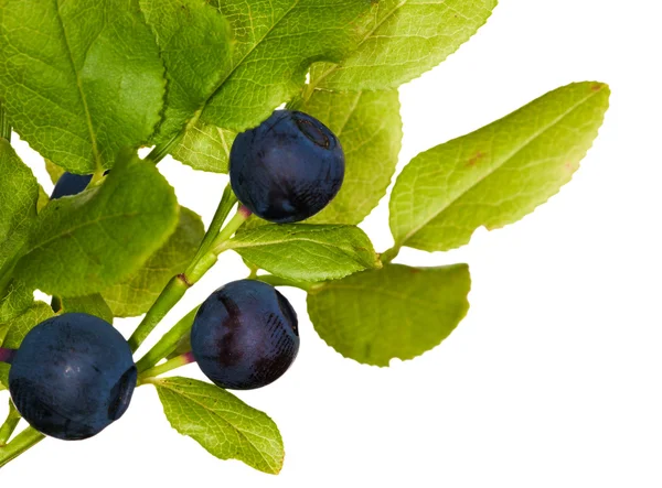 Tre blåbär med blad — Stockfoto