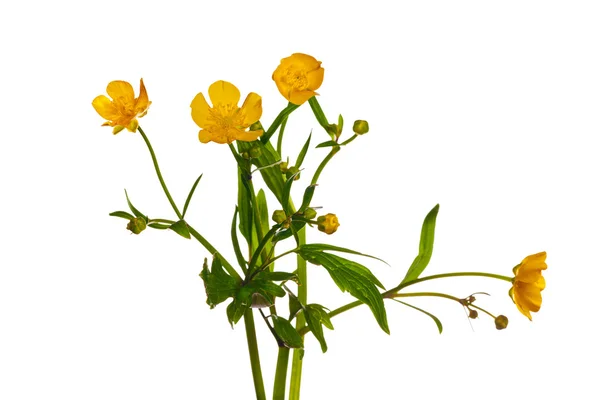Yellow bright buttercup flowers on white — Stock Photo, Image