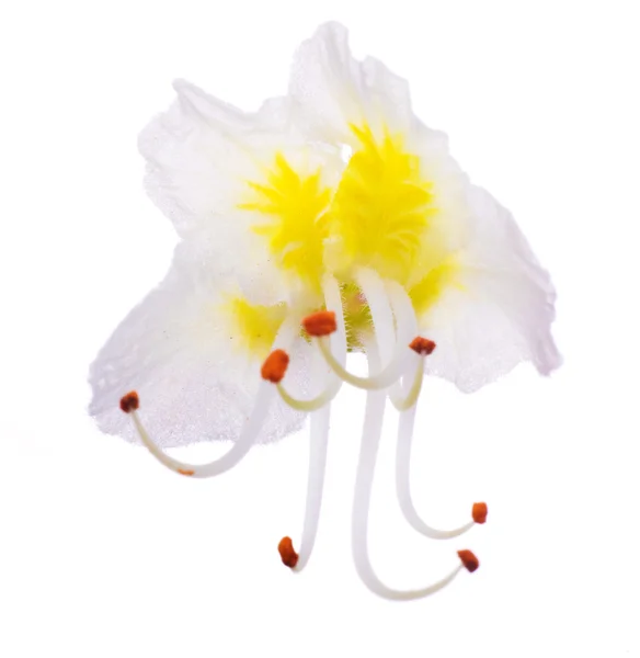 Enkele gele en witte kastanje bloem — Stockfoto
