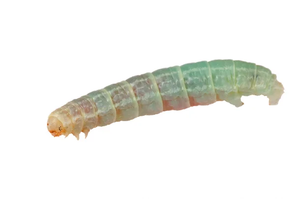 Small isolated caterpillar — Stock Photo, Image