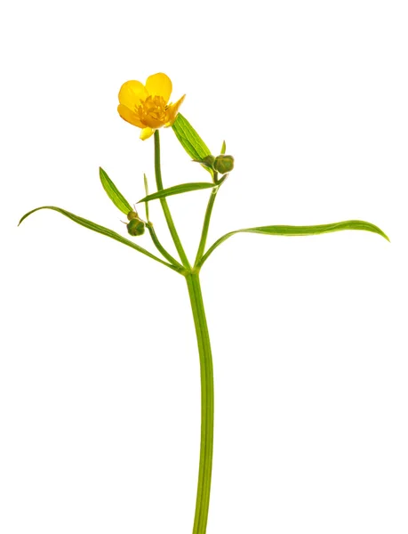 Gele kleur buttercup bloem — Stockfoto