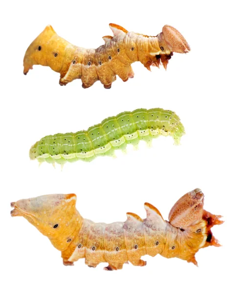 Three caterpillars isolated on white — Stock Photo, Image