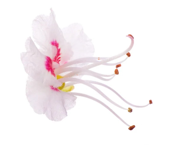 Pojedynczy kwiat kasztanowca białego i czerwonego — Zdjęcie stockowe