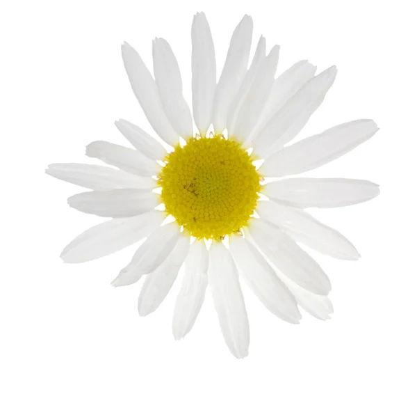 Single chamomile on white — Stock Photo, Image
