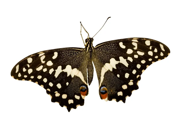 Бабочка с двумя красными точками — стоковое фото