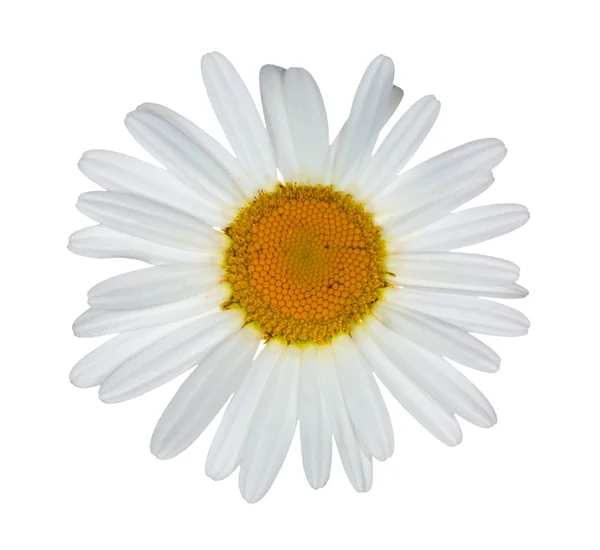 Single camomile on white — Stock Photo, Image