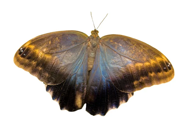 Бабочка-сова, изолированная на белом — стоковое фото