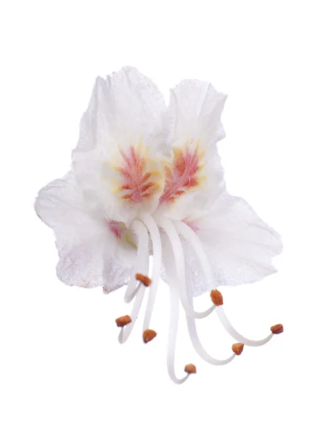 Pojedyncze światło różowy kwiat kasztanowca — Zdjęcie stockowe