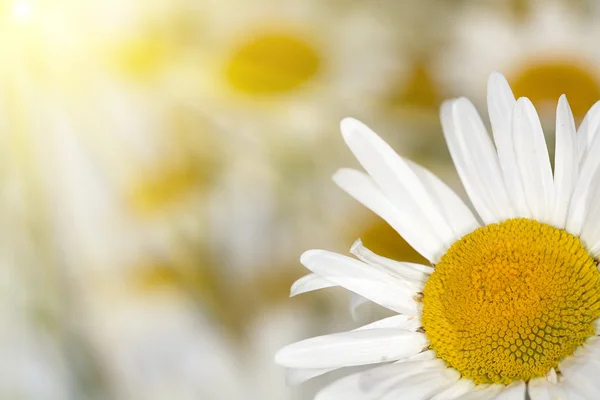 White chamomile under sun — Stock Photo, Image