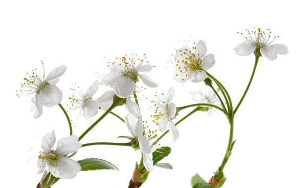 10 の桜の木の花 — ストック写真