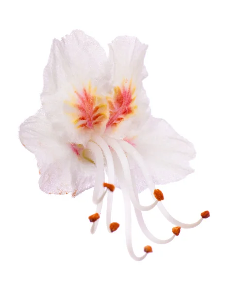 Na białym tle światła różowy kwiat kasztanowca — Zdjęcie stockowe