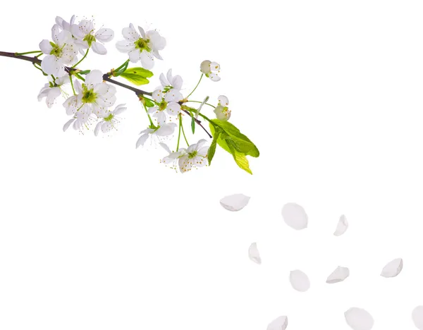 Spring cherry tree flowers and petals — Stock Photo, Image