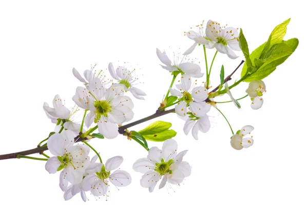 Primavera árvore de cereja ramo — Fotografia de Stock