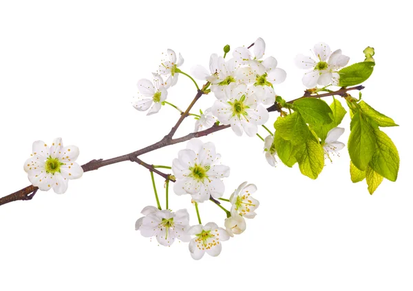 Весняна вишня квіткова гілка — стокове фото