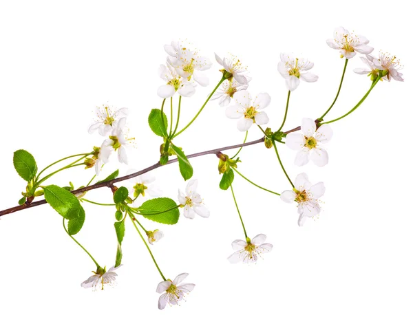 White cherry-tree flower branch — Stock Photo, Image
