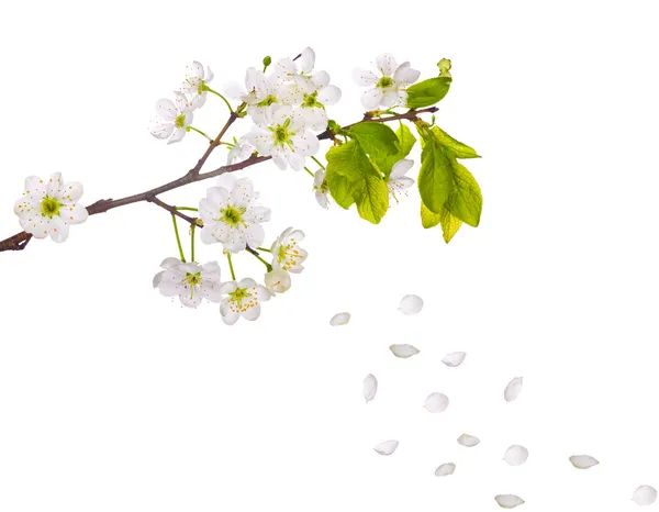 Kirsikkapuun kukat ja putoavat terälehdet — kuvapankkivalokuva