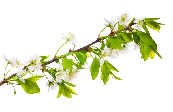 Spring cherry white flowers — Stock Photo, Image