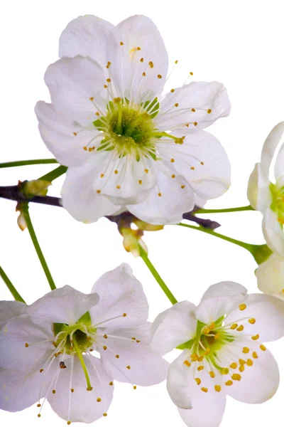 Cherry tree flowers close-up — Stock Photo, Image