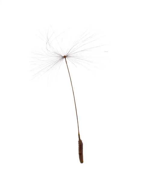 Single isolated dandelion seed — Stock Photo, Image