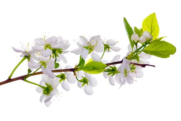Цветение белой вишни крупным планом — стоковое фото