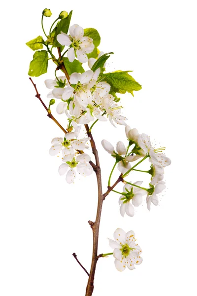 Білий вишневий цвіт макрос — стокове фото