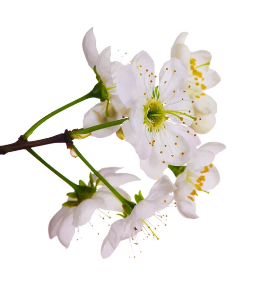 Fiori di ciliegio bianco primo piano — Foto Stock