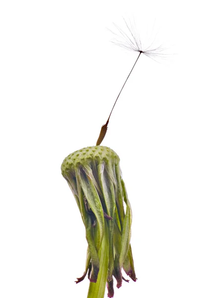 Last dandelion light seed — Stock Photo, Image