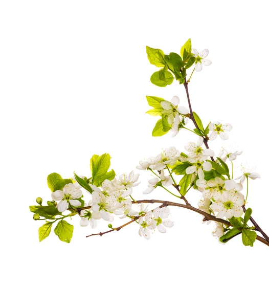 Isolated white cherry branches — Stock Photo, Image