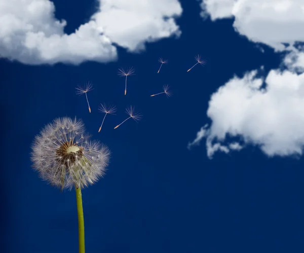 Dandelion and sky with clouds — Stock Photo, Image