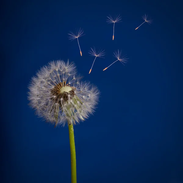 Velho dente-de-leão e sementes voadoras em azul — Fotografia de Stock