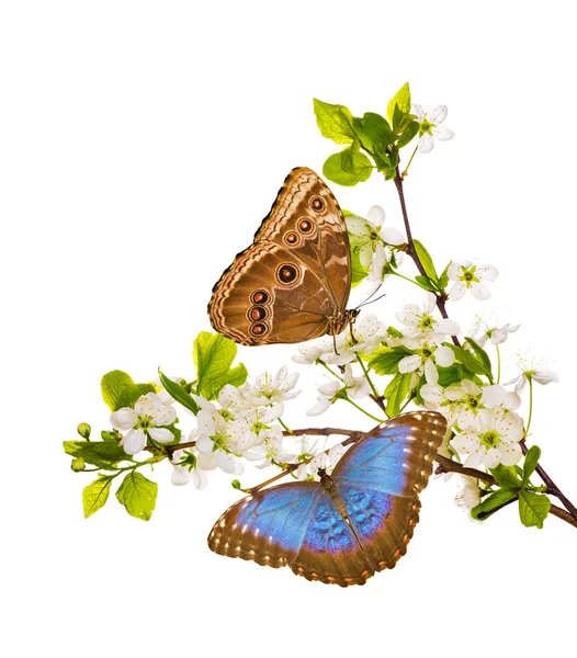 White cherry branches with morpho butterflies — Stock Photo, Image