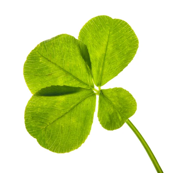 Four element clover leaf macro — Stock Photo, Image