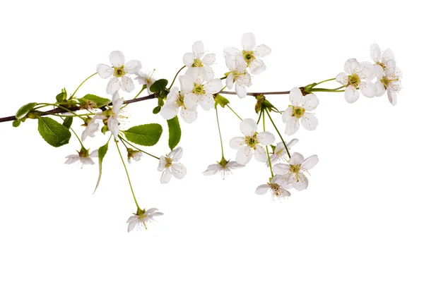 Einfacher weißer Kirschblütenzweig — Stockfoto